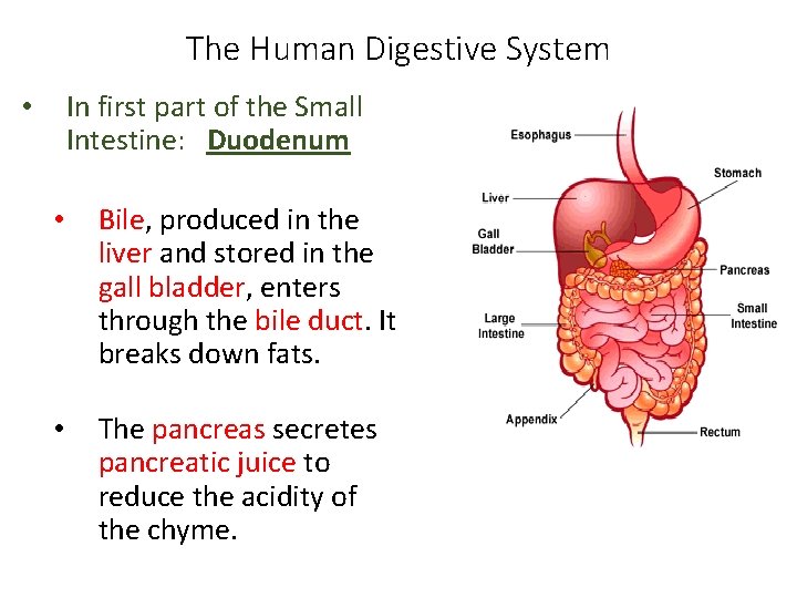 The Human Digestive System In first part of the Small Intestine: Duodenum • •