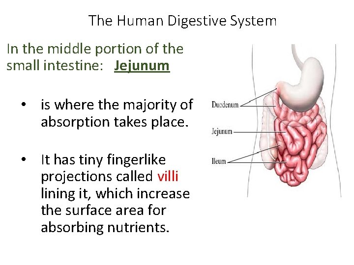 The Human Digestive System In the middle portion of the small intestine: Jejunum •