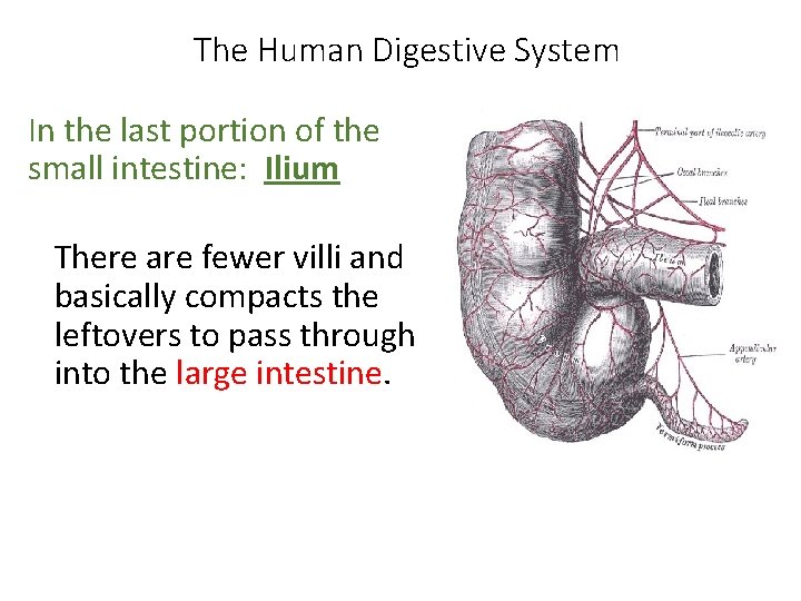 The Human Digestive System In the last portion of the small intestine: Ilium There