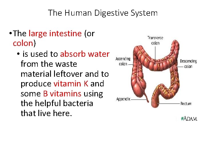 The Human Digestive System • The large intestine (or colon) • is used to