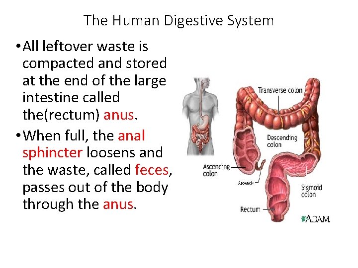 The Human Digestive System • All leftover waste is compacted and stored at the
