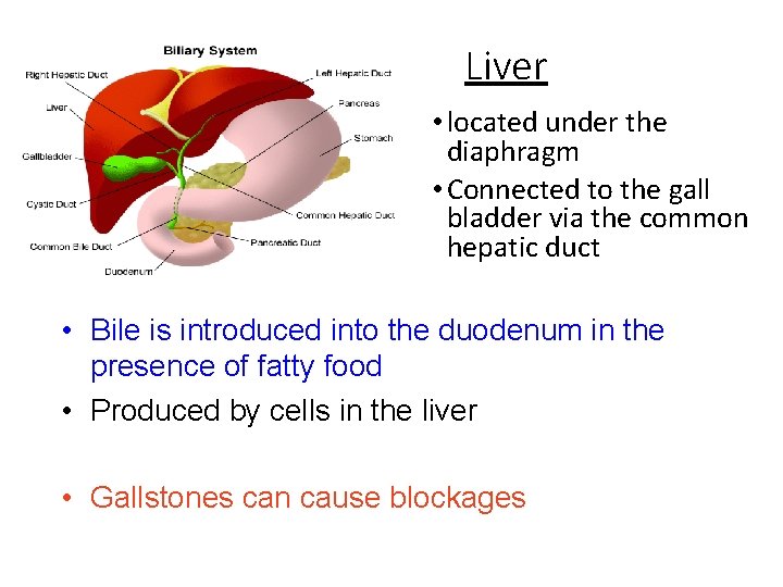 Liver • located under the diaphragm • Connected to the gall bladder via the