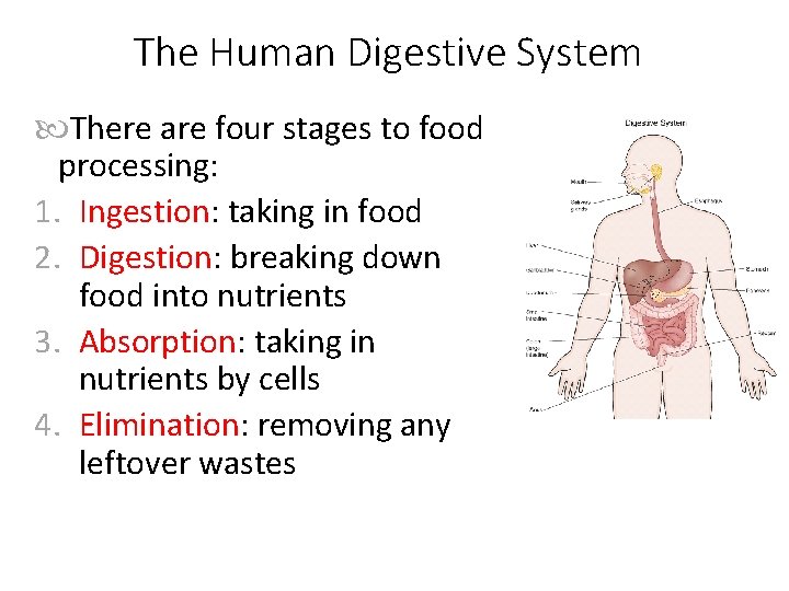 The Human Digestive System There are four stages to food processing: 1. Ingestion: taking