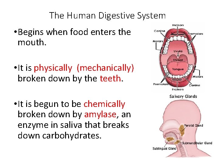 The Human Digestive System • Begins when food enters the mouth. • It is