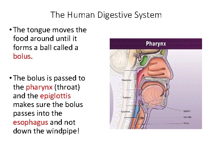 The Human Digestive System • The tongue moves the food around until it forms