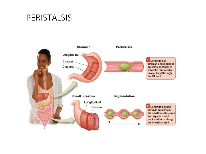 PERISTALSIS 