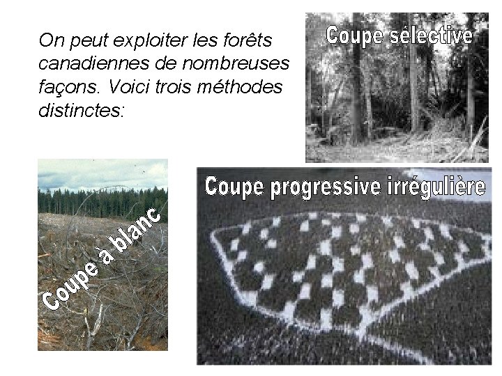 On peut exploiter les forêts canadiennes de nombreuses façons. Voici trois méthodes distinctes: 