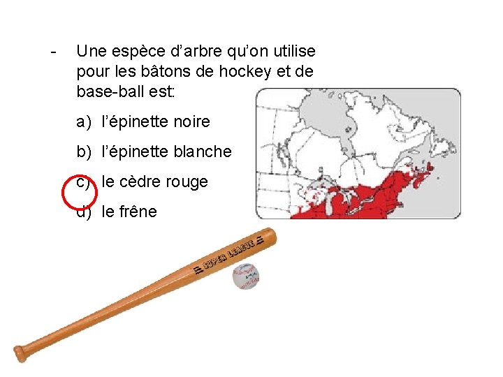 - Une espèce d’arbre qu’on utilise pour les bâtons de hockey et de base-ball