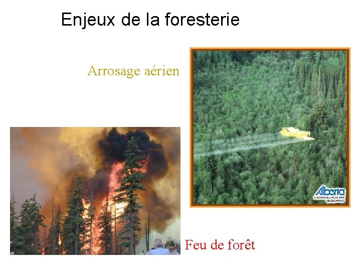 Enjeux de la foresterie Arrosage aérien Feu de forêt 