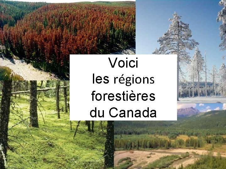 Voici les régions forestières du Canada 