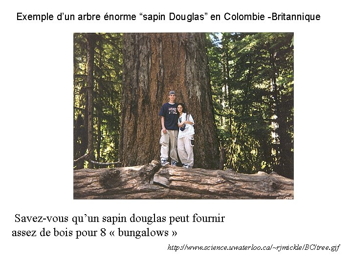 Exemple d’un arbre énorme “sapin Douglas” en Colombie -Britannique Savez-vous qu’un sapin douglas peut