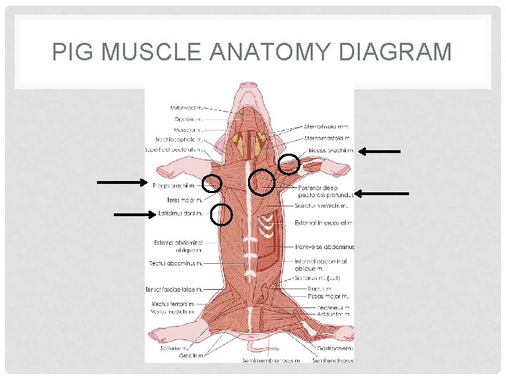 PIG MUSCLE ANATOMY DIAGRAM 