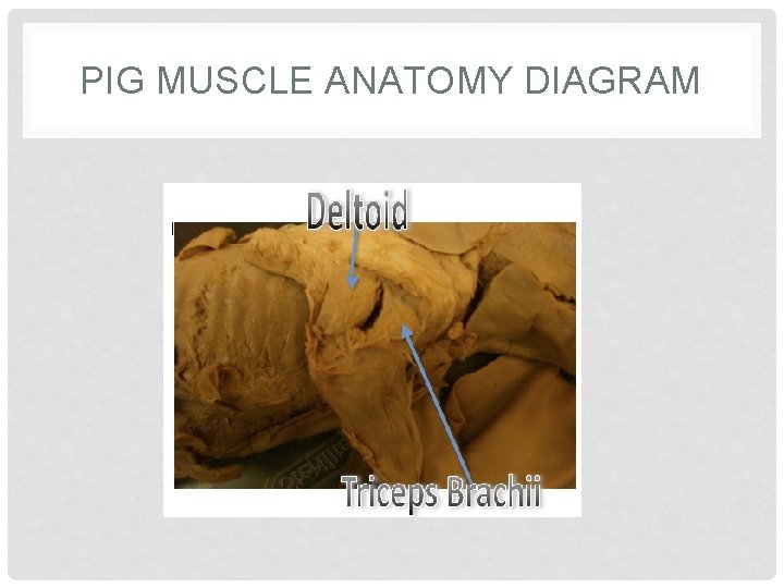 PIG MUSCLE ANATOMY DIAGRAM 