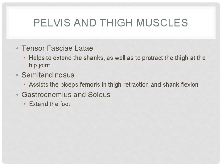 PELVIS AND THIGH MUSCLES • Tensor Fasciae Latae • Helps to extend the shanks,