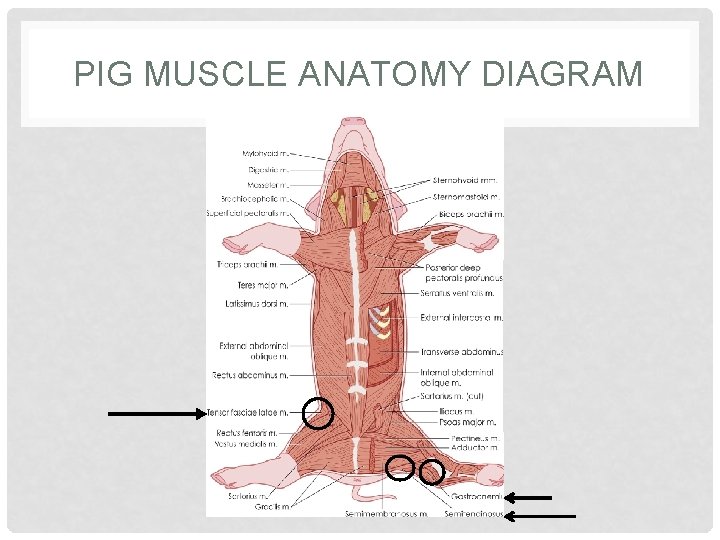 PIG MUSCLE ANATOMY DIAGRAM 