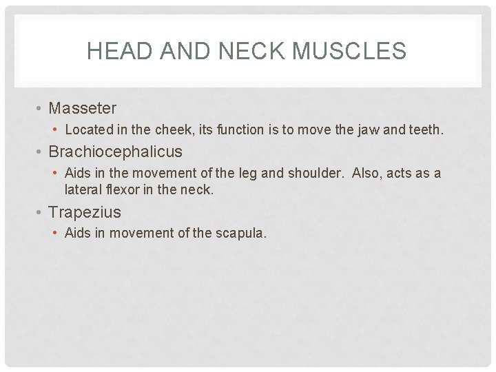 HEAD AND NECK MUSCLES • Masseter • Located in the cheek, its function is