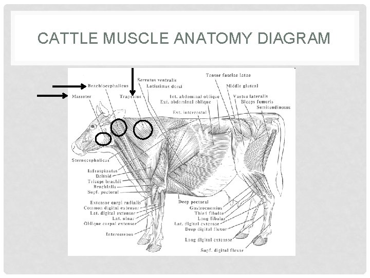 CATTLE MUSCLE ANATOMY DIAGRAM 