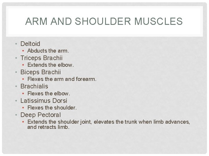 ARM AND SHOULDER MUSCLES • Deltoid • Abducts the arm. • Triceps Brachii •