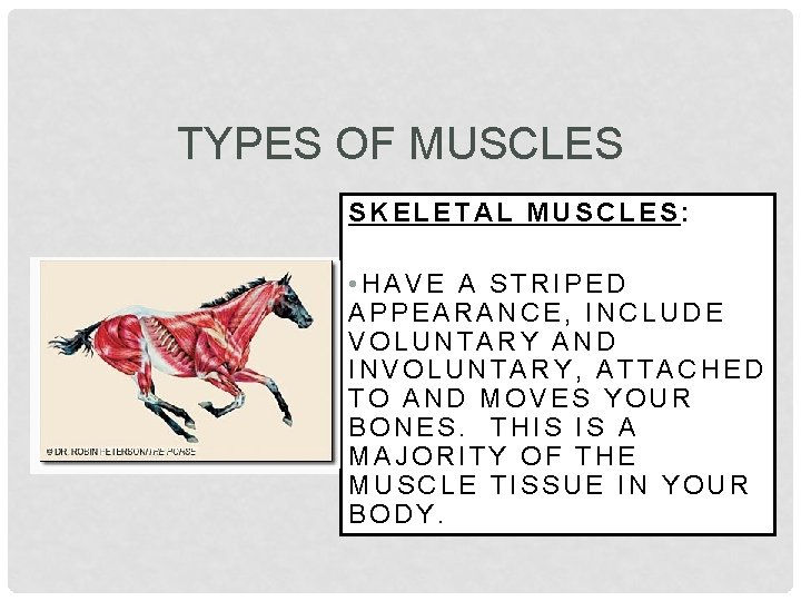 TYPES OF MUSCLES SKELETAL MUSCLES: • HAVE A STRIPED APPEARANCE, INCLUDE VOLUNTARY AND INVOLUNTARY,