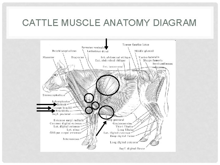 CATTLE MUSCLE ANATOMY DIAGRAM 