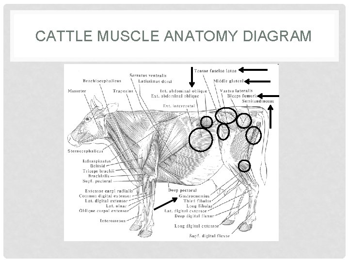 CATTLE MUSCLE ANATOMY DIAGRAM 