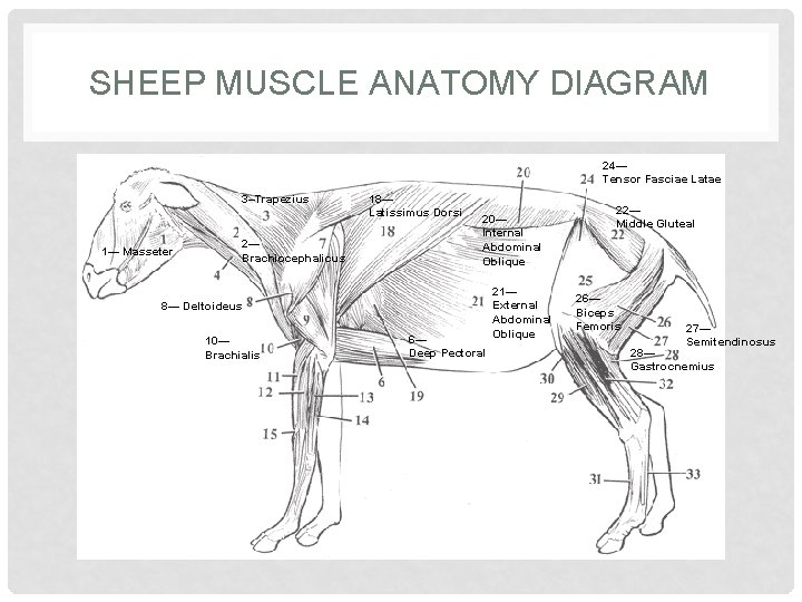 SHEEP MUSCLE ANATOMY DIAGRAM 24— Tensor Fasciae Latae 3–Trapezius 1— Masseter 2— Brachiocephalicus 18—