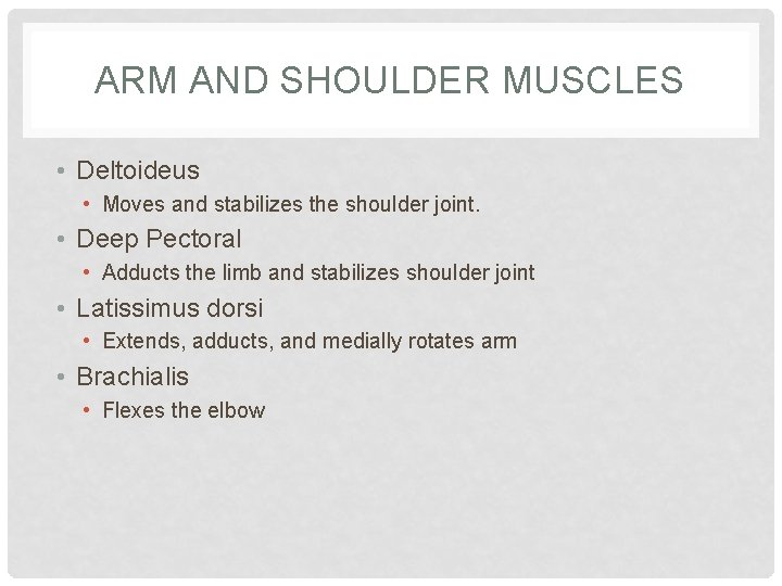 ARM AND SHOULDER MUSCLES • Deltoideus • Moves and stabilizes the shoulder joint. •