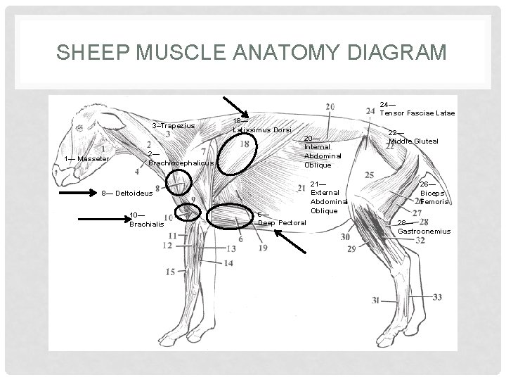 SHEEP MUSCLE ANATOMY DIAGRAM 3–Trapezius 1— Masseter 2— Brachiocephalicus 24— Tensor Fasciae Latae 18—