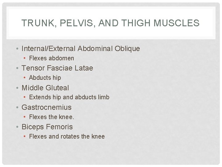 TRUNK, PELVIS, AND THIGH MUSCLES • Internal/External Abdominal Oblique • Flexes abdomen • Tensor