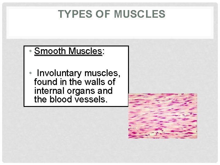 TYPES OF MUSCLES • Smooth Muscles: • Involuntary muscles, found in the walls of