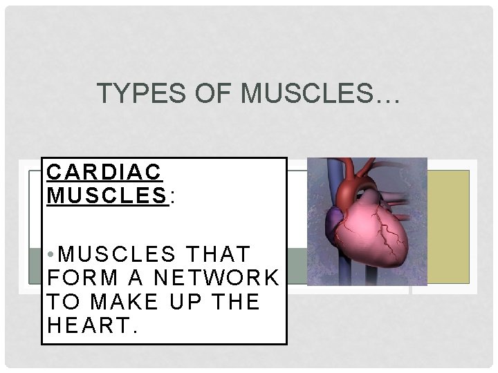 TYPES OF MUSCLES… CARDIAC MUSCLES: • MUSCLES THAT FORM A NETWORK TO MAKE UP