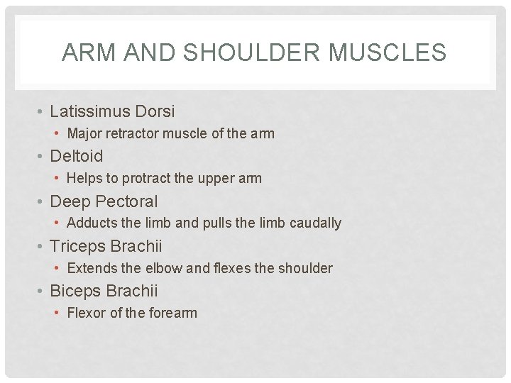 ARM AND SHOULDER MUSCLES • Latissimus Dorsi • Major retractor muscle of the arm