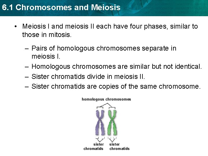 6. 1 Chromosomes and Meiosis • Meiosis I and meiosis II each have four