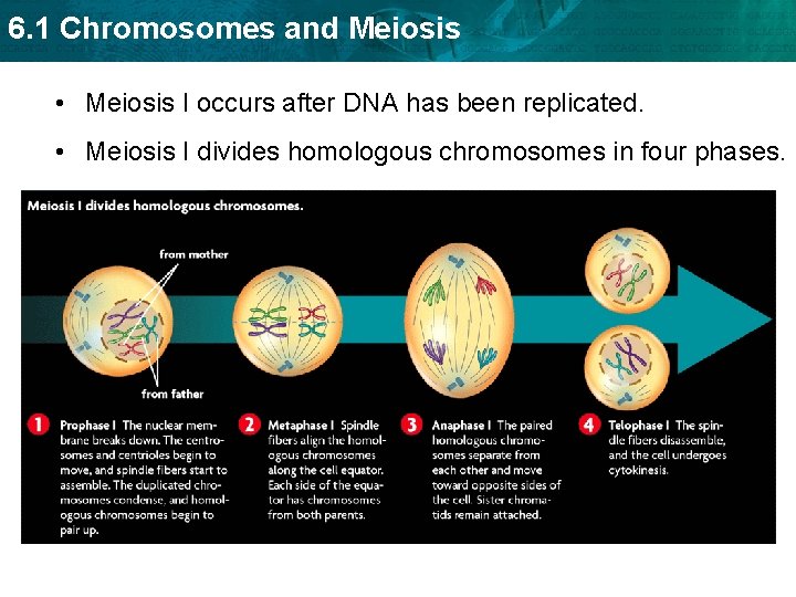 6. 1 Chromosomes and Meiosis • Meiosis I occurs after DNA has been replicated.