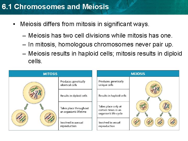 6. 1 Chromosomes and Meiosis • Meiosis differs from mitosis in significant ways. –