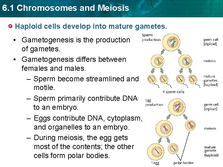 6. 1 Chromosomes and Meiosis Haploid cells develop into mature gametes. • Gametogenesis is