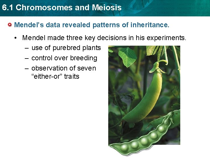 6. 1 Chromosomes and Meiosis Mendel’s data revealed patterns of inheritance. • Mendel made