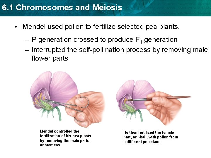 6. 1 Chromosomes and Meiosis • Mendel used pollen to fertilize selected pea plants.