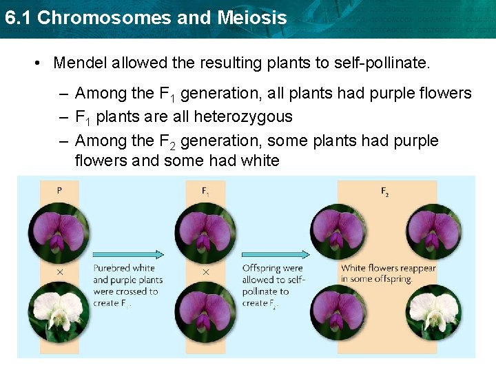 6. 1 Chromosomes and Meiosis • Mendel allowed the resulting plants to self-pollinate. –