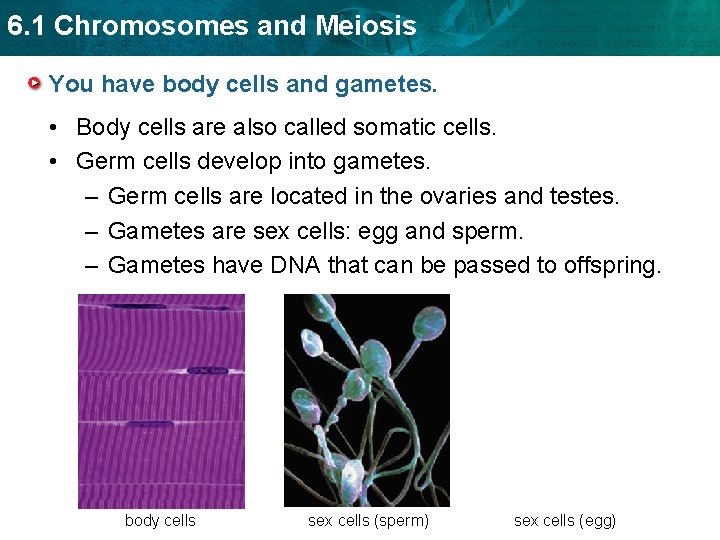 6. 1 Chromosomes and Meiosis You have body cells and gametes. • Body cells