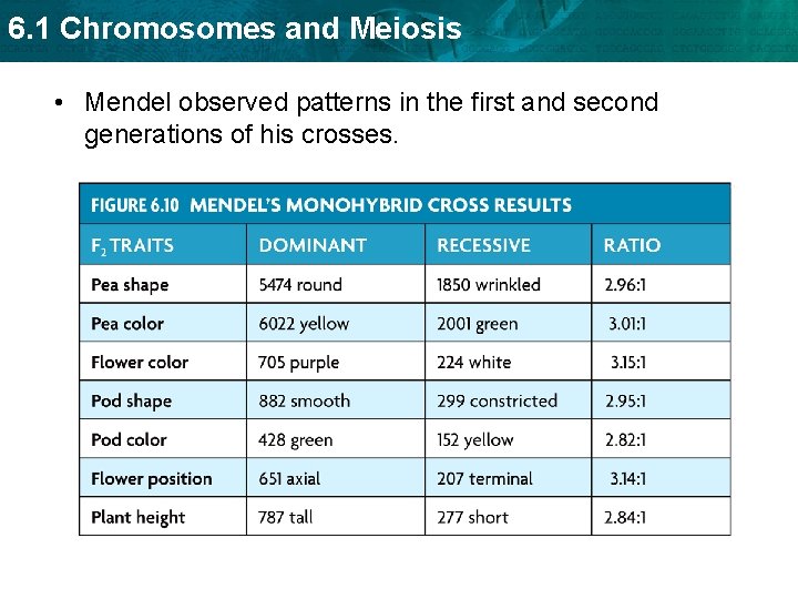 6. 1 Chromosomes and Meiosis • Mendel observed patterns in the first and second