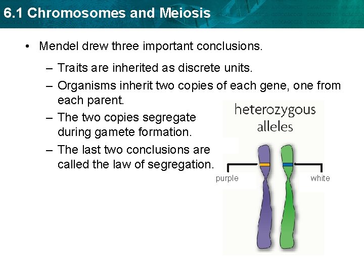 6. 1 Chromosomes and Meiosis • Mendel drew three important conclusions. – Traits are