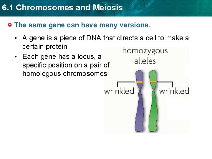 6. 1 Chromosomes and Meiosis The same gene can have many versions. • A