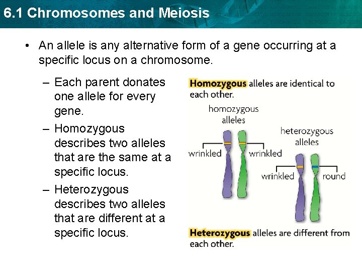 6. 1 Chromosomes and Meiosis • An allele is any alternative form of a