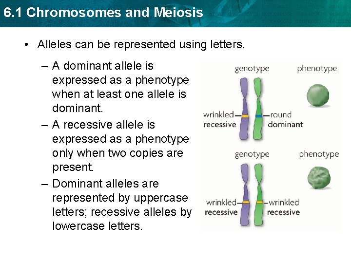 6. 1 Chromosomes and Meiosis • Alleles can be represented using letters. – A