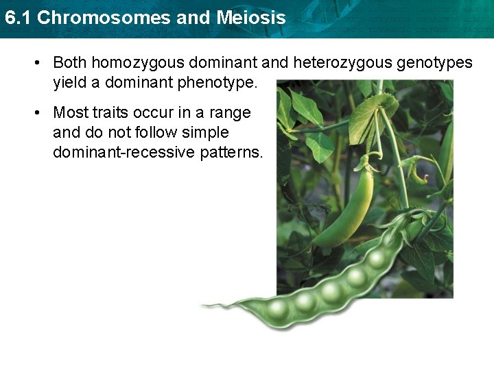 6. 1 Chromosomes and Meiosis • Both homozygous dominant and heterozygous genotypes yield a