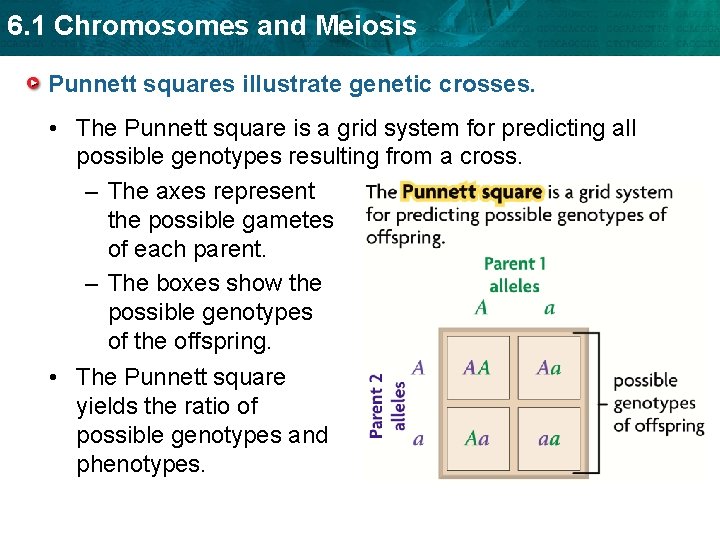 6. 1 Chromosomes and Meiosis Punnett squares illustrate genetic crosses. • The Punnett square