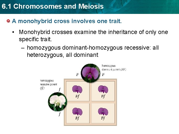 6. 1 Chromosomes and Meiosis A monohybrid cross involves one trait. • Monohybrid crosses