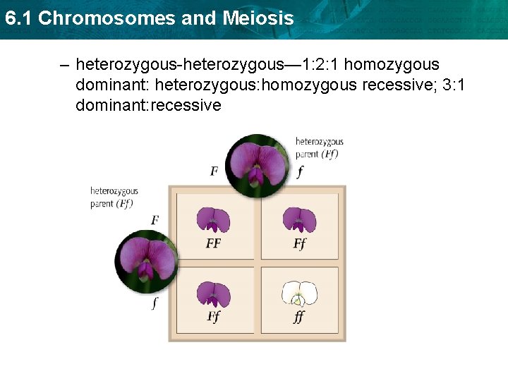 6. 1 Chromosomes and Meiosis – heterozygous-heterozygous— 1: 2: 1 homozygous dominant: heterozygous: homozygous