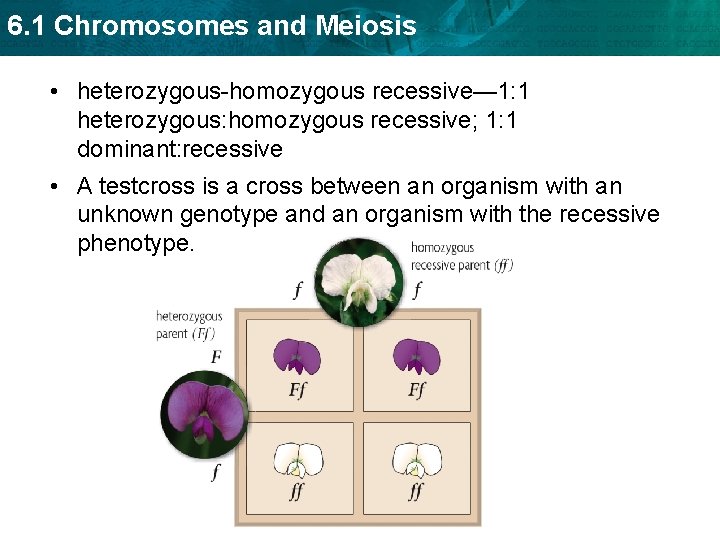 6. 1 Chromosomes and Meiosis • heterozygous-homozygous recessive— 1: 1 heterozygous: homozygous recessive; 1: